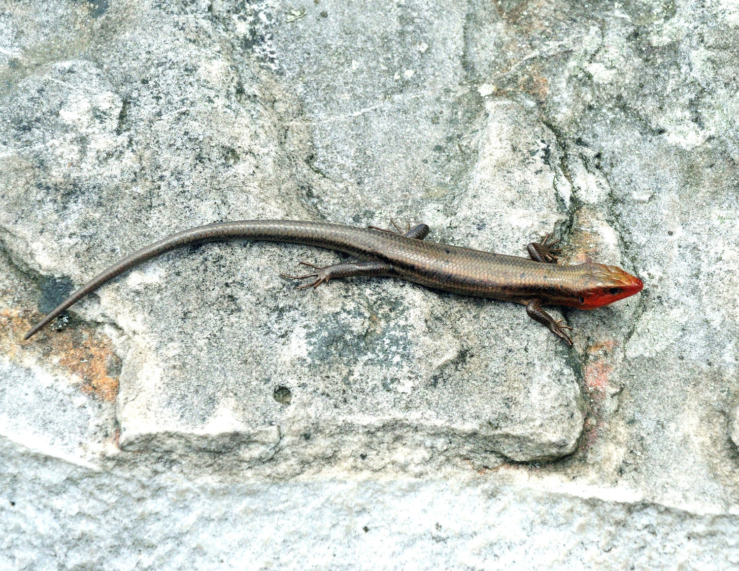 This is a male five-lined skink from the same area. During the breeding season, May and June, the male develops a red patch around its jaw; this is likely a tool to attract females. Later, the female lays up to 15 eggs under a rock or log and will tend to them until they hatch.